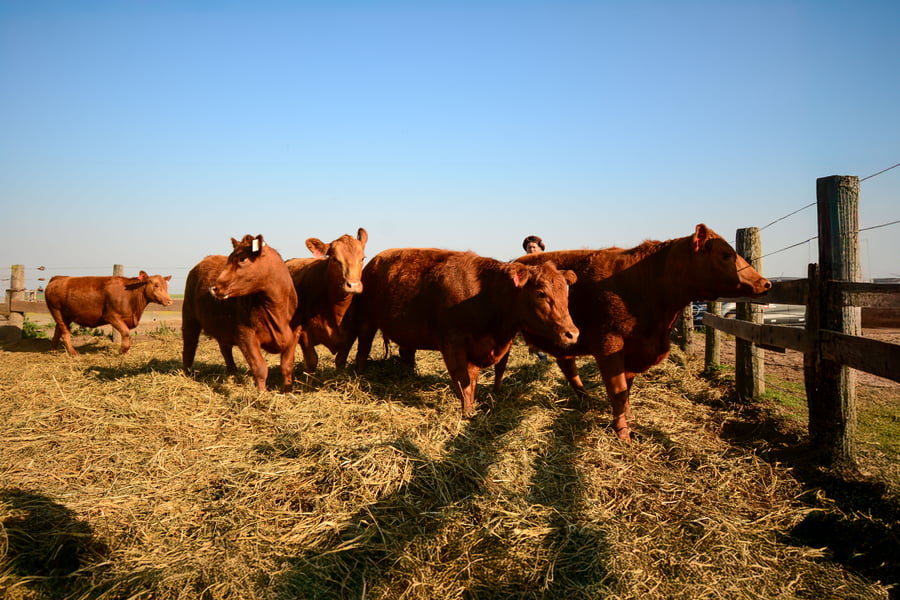 Lote VAQUILLONAS PREÑADAS