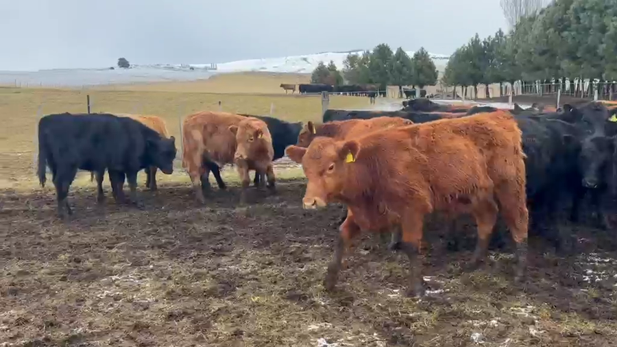 Lote 30 Ternero en Coyhaique, XI Región Aysén