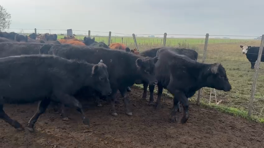 Lote 65 Terneras en Azul