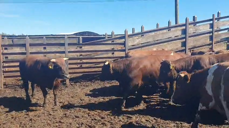 Lote 40 Novillo Gordo en Los Ángeles, VIII Región Biobío