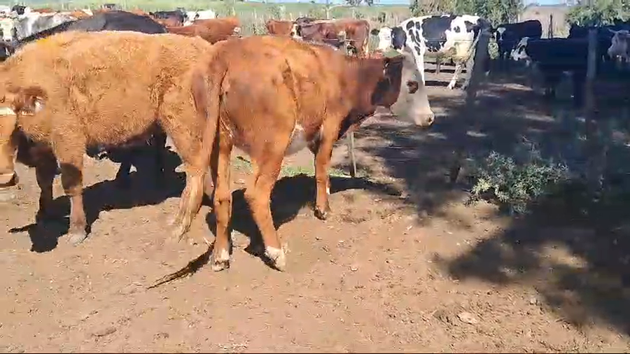 Lote 7 vaquillonas vacias