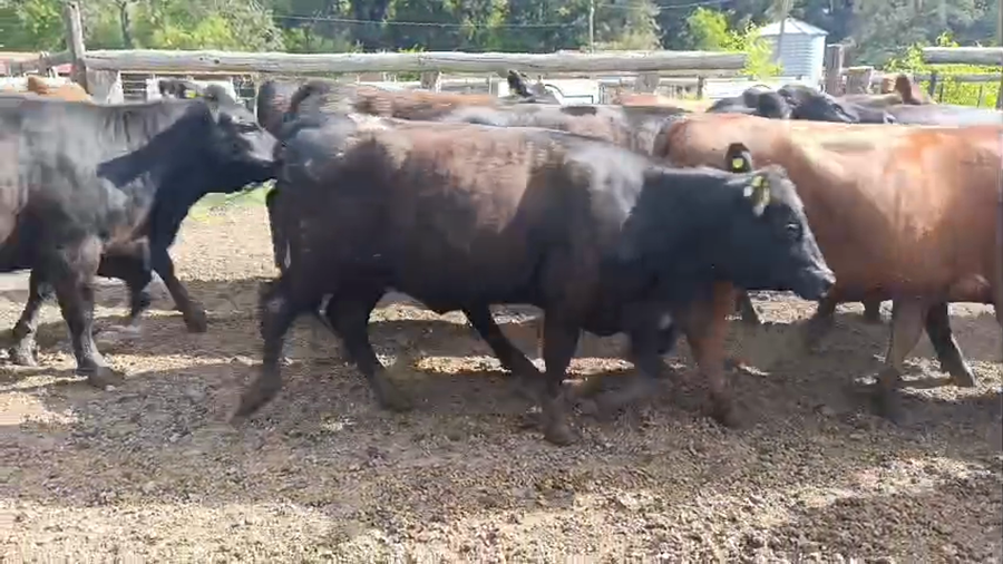 Lote 56 Vaquillonas
