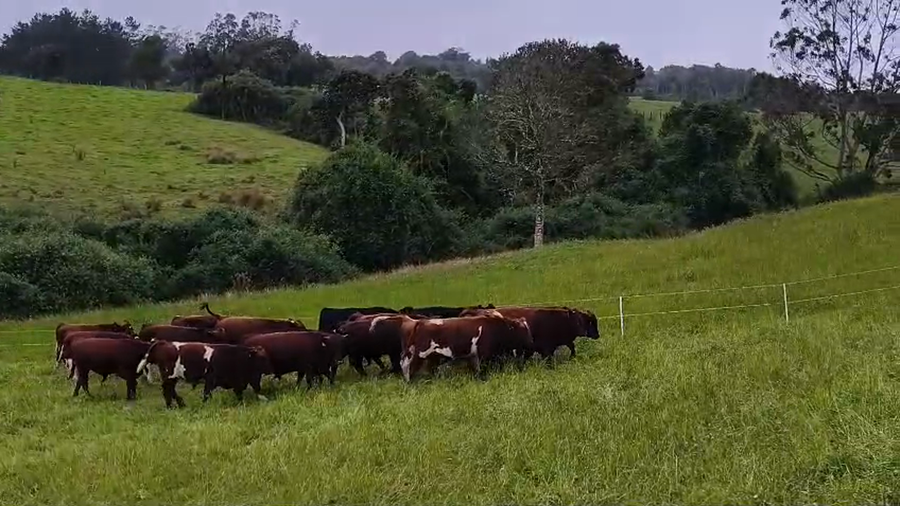 Lote 20 Ternero en Ancud, X Región Los Lagos