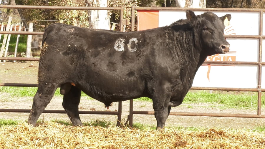 Lote TOROS ANGUS NEGROS PC
