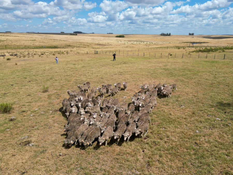 Lote Vientres generales