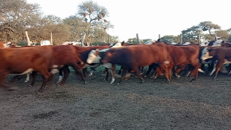 Lote 100 Terneros