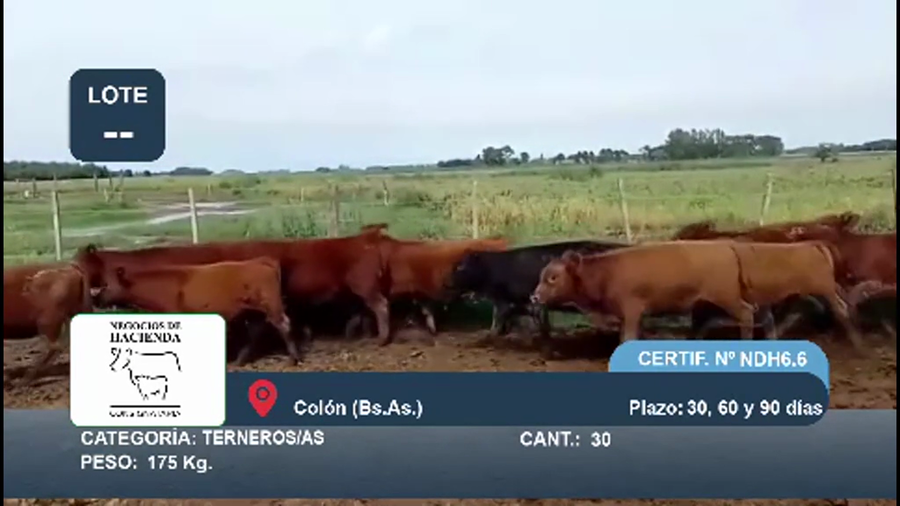 Lote 30 Terneros/as en Buenos Aires, Colón