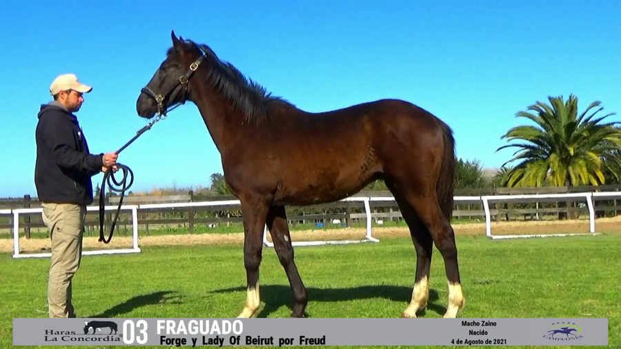Lote FRAGUADO