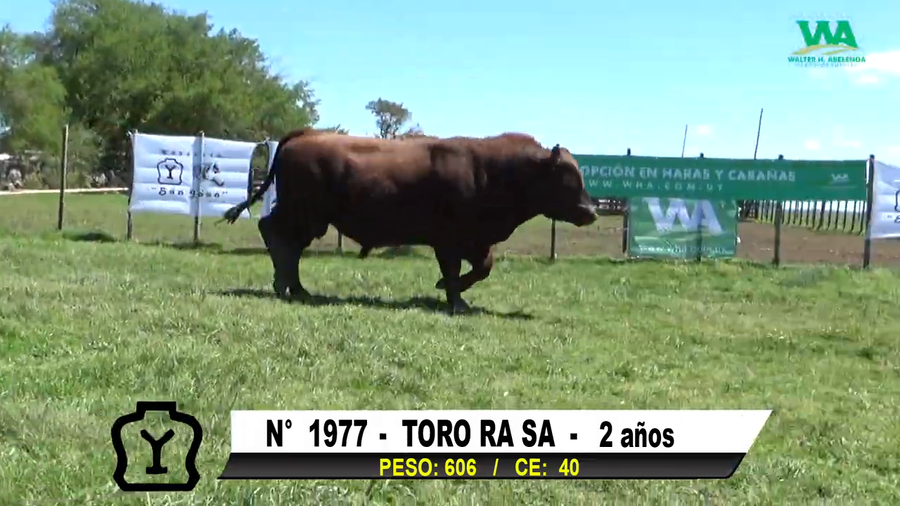 Lote TORO Nº 1977