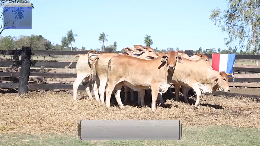Lote POR PANTALLA - VAQUILLAS BRAHMAN  PARA SERVICIO   -LOTE 67