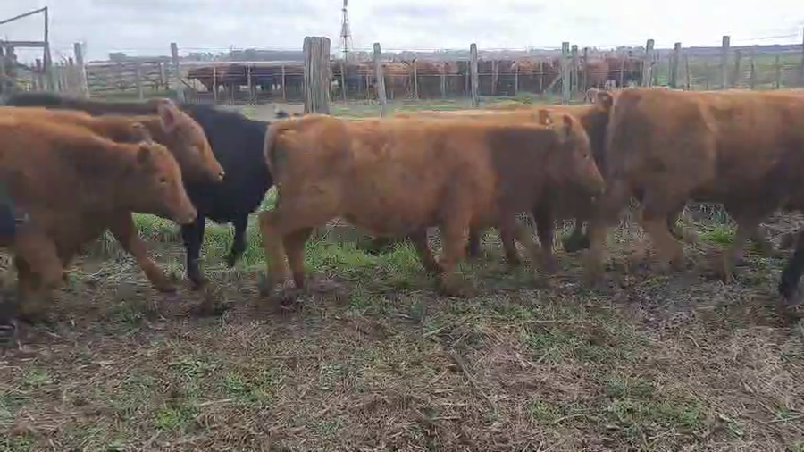 Lote 52 Terneras