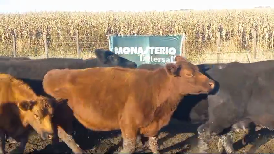 Lote 34 Vacas de invernar EN OLAVARRIA