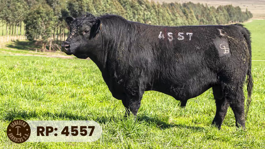 Lote RP 4557