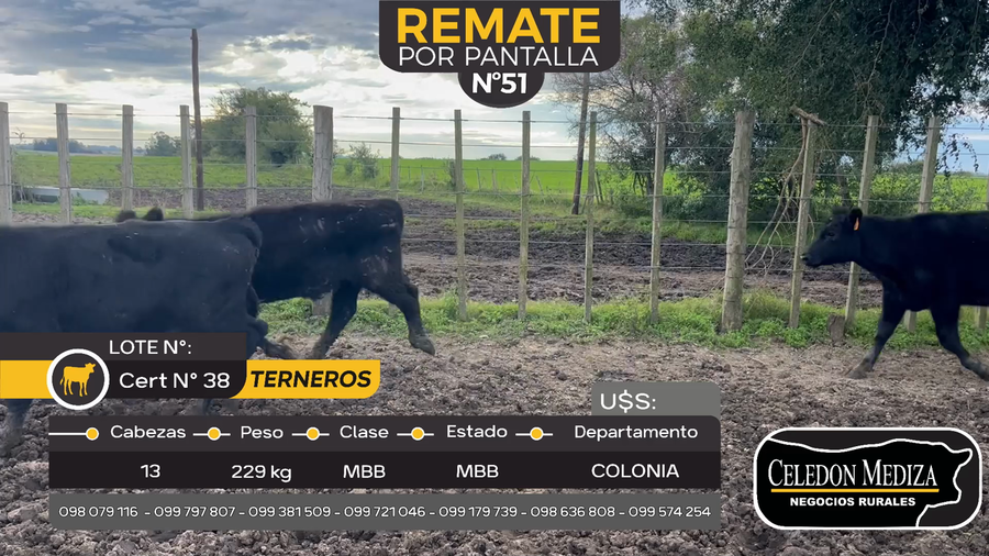 Lote 13 Terneros en Tarariras, Colonia