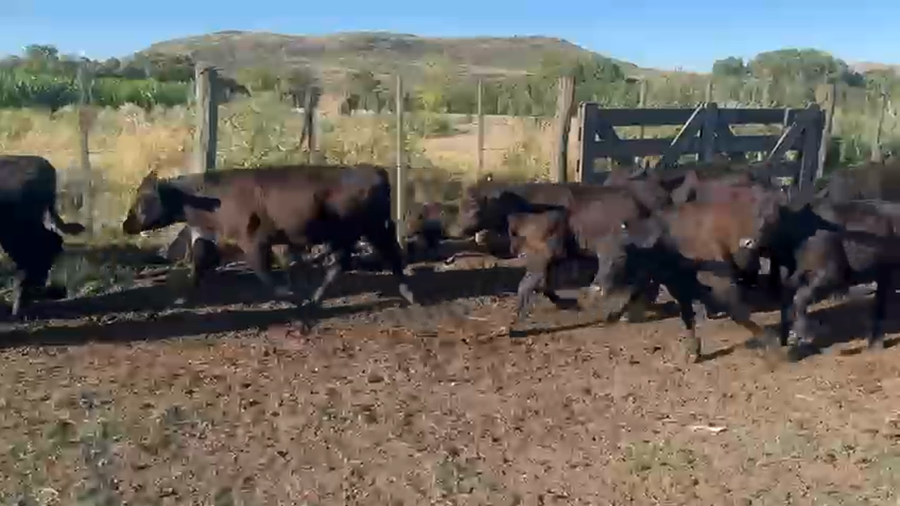 Lote 25 Terneros/as en Azul