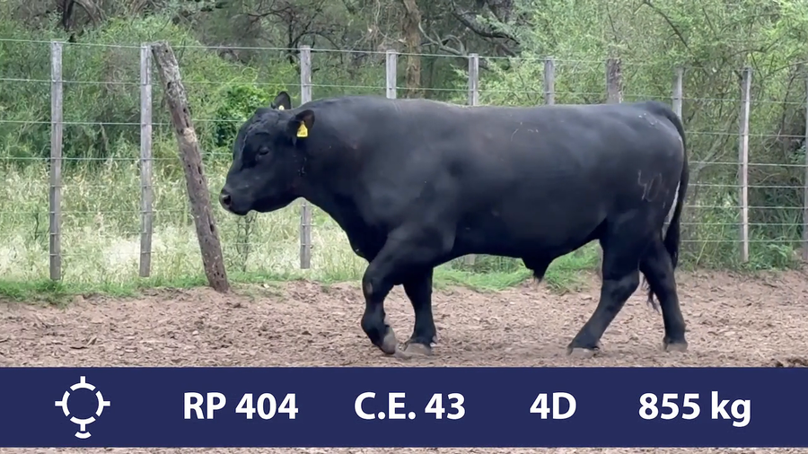 Lote 1 Toros PP en Córdoba, Gral. Roca