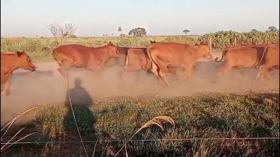 Lote 120 Vaquillonas preñadas