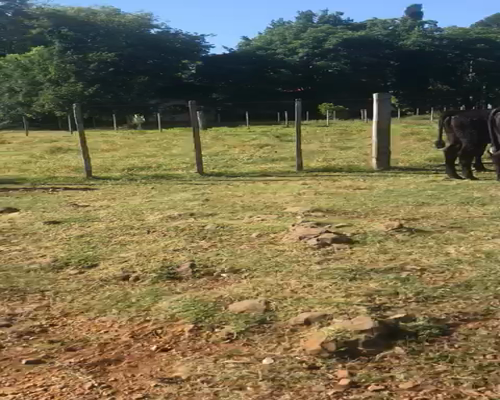 Lote 20 Vaquillonas 1 a 2 años en Artigas