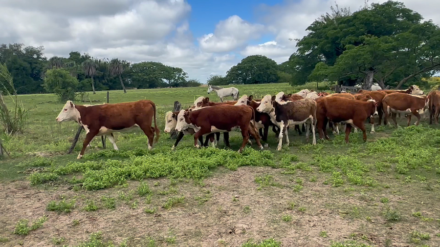Lote 27 Terneras y vaquillas en Corrientes, Goya