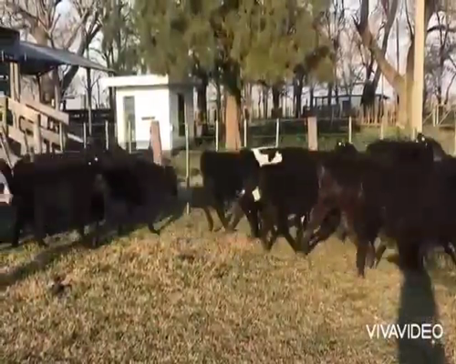 Lote 104 Terneros/as en Cañuelas, Buenos Aires