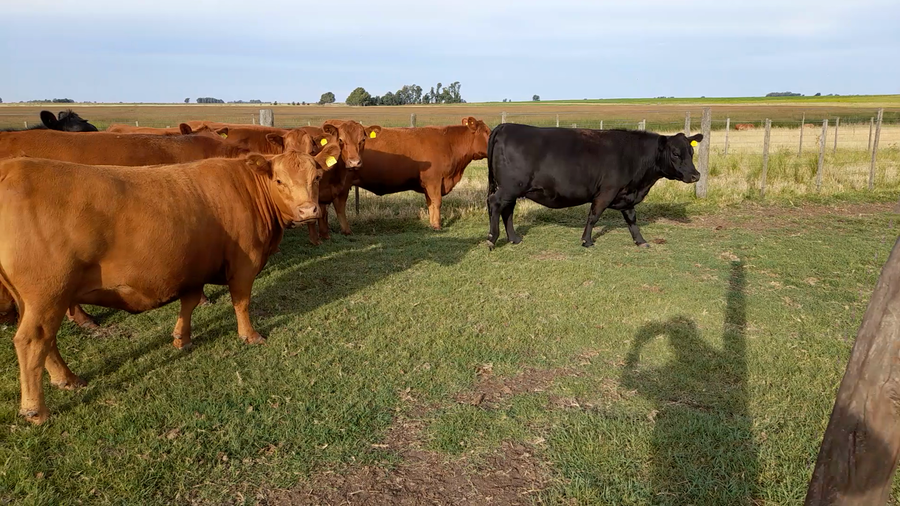 Lote 23 Vaquillonas preñadas en Laprida