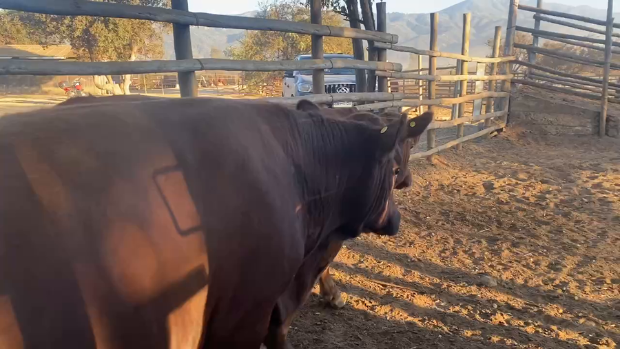 Lote 40 Novillo Gordo en Melipilla, Región Metropolitana