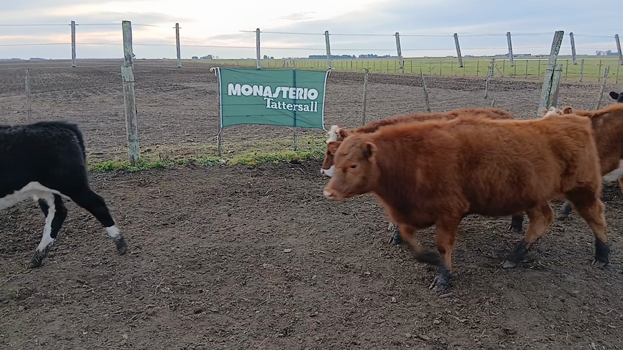 Lote 37 Terneros/as