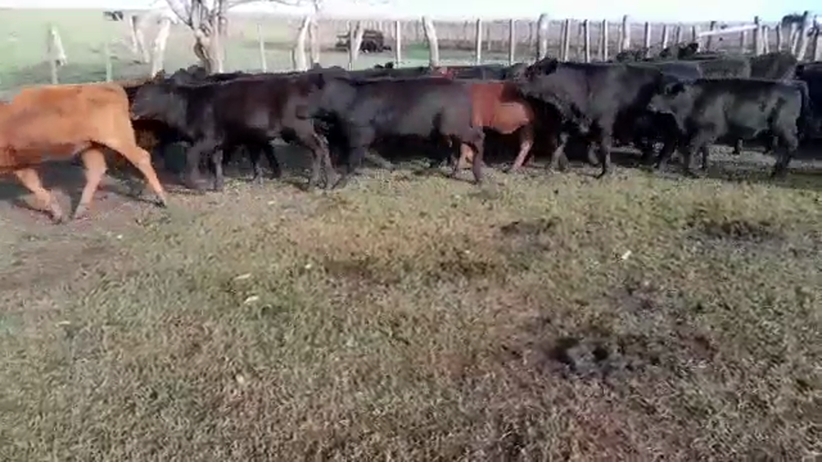 Lote 50 Terneros/as en Villaguay, Entre Ríos