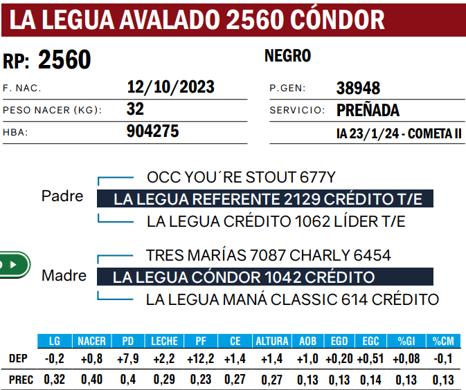 Lote VAQUILLONAS ANGUS  PP