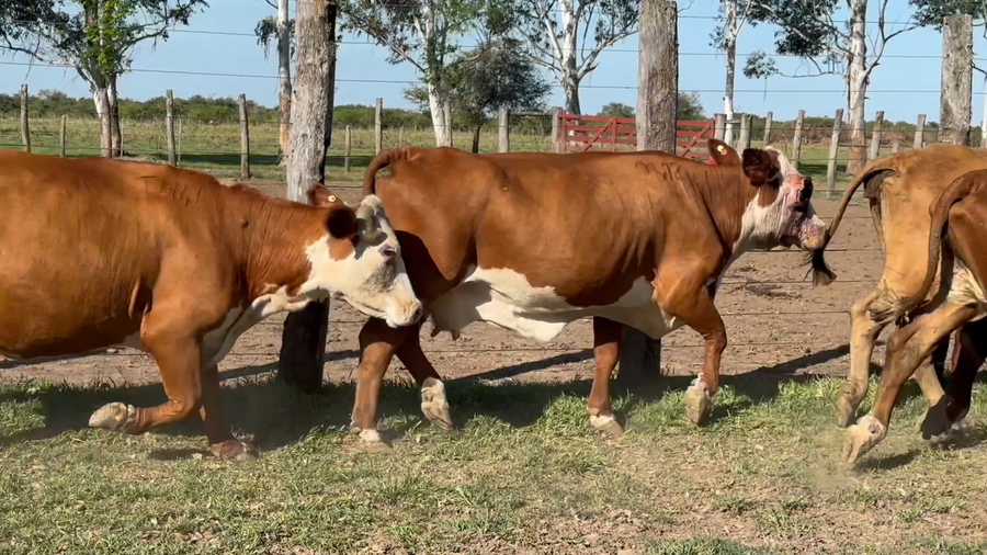 Lote 8 Vacas Conserva en Corrientes, Curuzú-Cuatiá