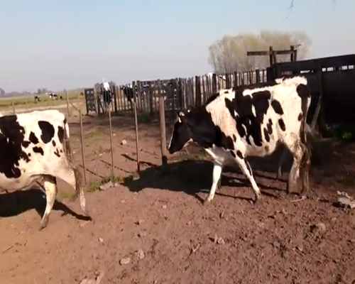 Lote VAQUILLONAS PREÑADAS