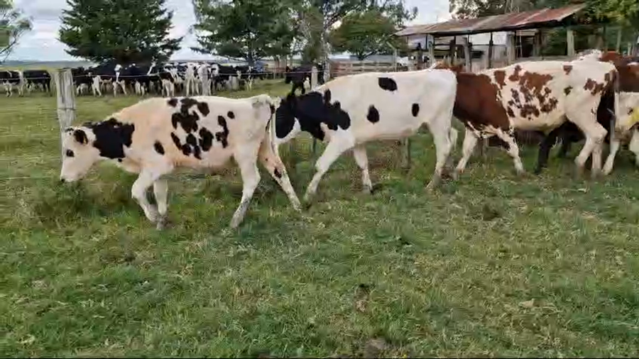 Lote 18 Terneros Holando y Cruzas a remate en Pantalla Camy en Cuchilla Seca