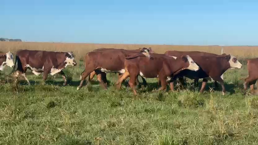 Lote 60 Novillos y Novillitos