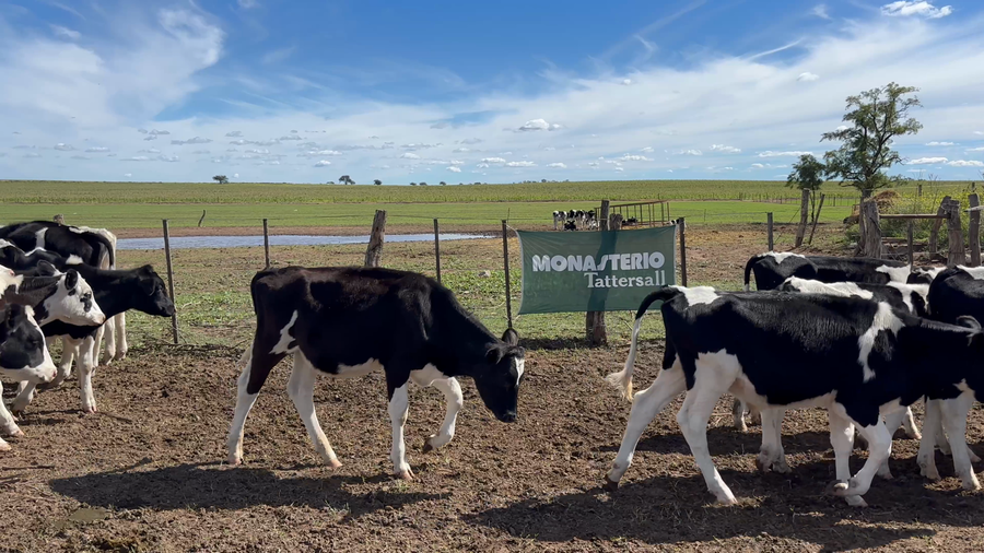 Lote 36 Terneros Holando en Rivera