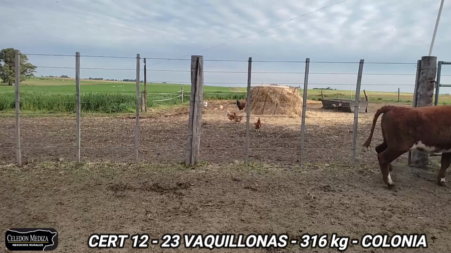 Lote 23 Vaquillonas 1 a 2 años en Campana, Colonia