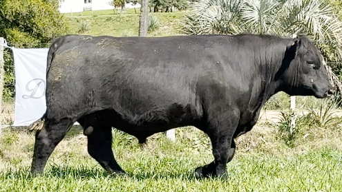 Lote Toros a remate en 4º Remate Don Nestor, Rocha