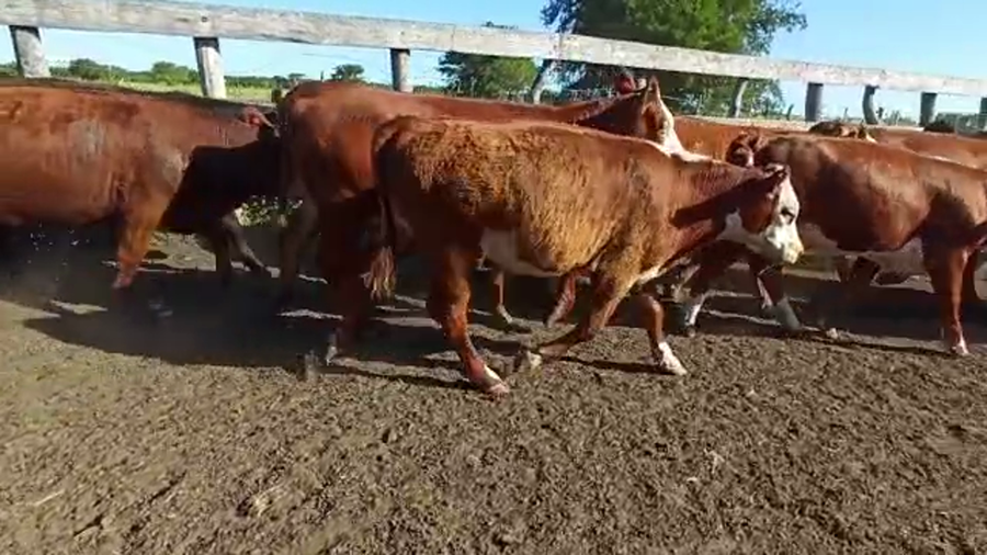 Lote 40 Terneros/as en San Salvador, Entre Ríos