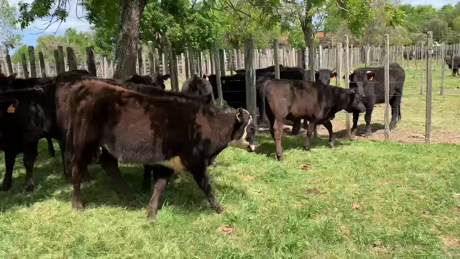 Lote 12 Terneras en Melo, Cerro Largo