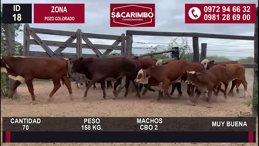 Lote 70 MACHOS CBO 2