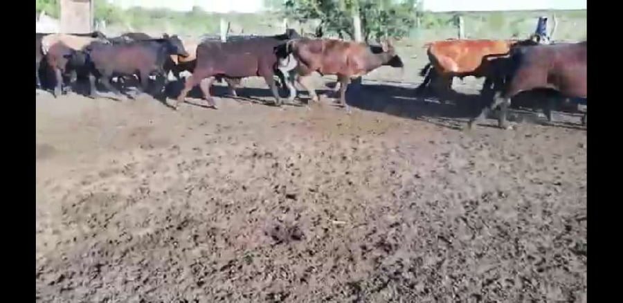 Lote 70 Terneros en Villaguay, Entre Ríos