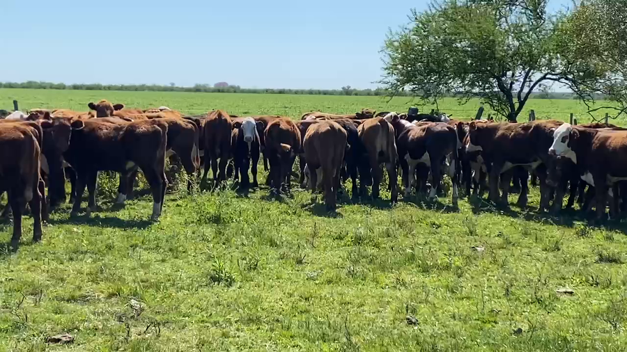 Lote 70 Terneros en Sauce, Corrientes