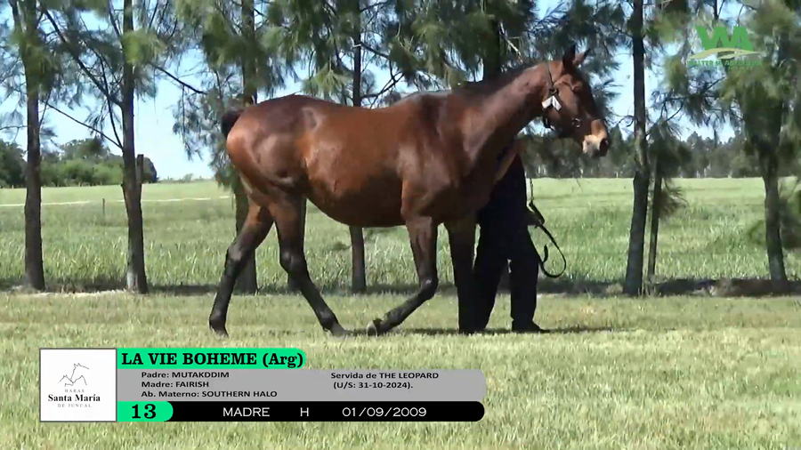 Lote LA VIE BOHEME