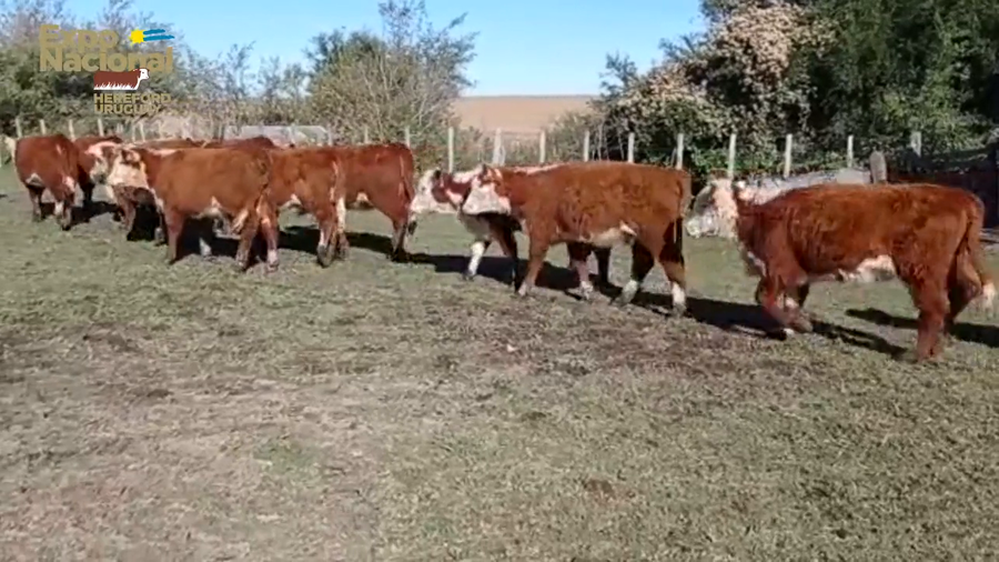 Lote 65 Terneras 59 Hereford,  6 HE*RA a remate en Expo Nacional 2022 189kg - , Paysandú