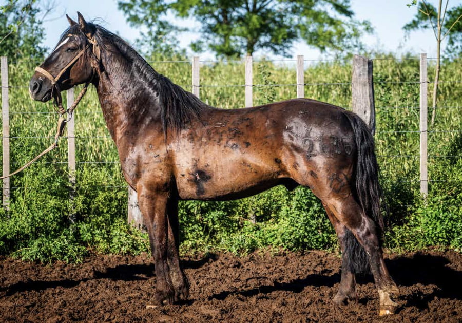 Lote DEL OESTE CAPRICHO