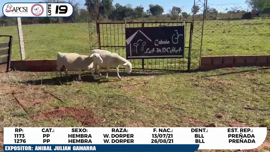 Lote LOTE 19