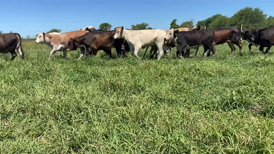 Lote 93 Terneras en Pirané, Formosa