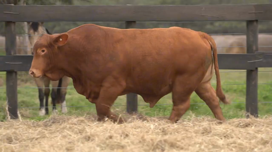 Lote Toros Brangus