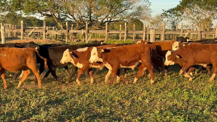 Lote 77 Terneros en Corrientes, San Cosme