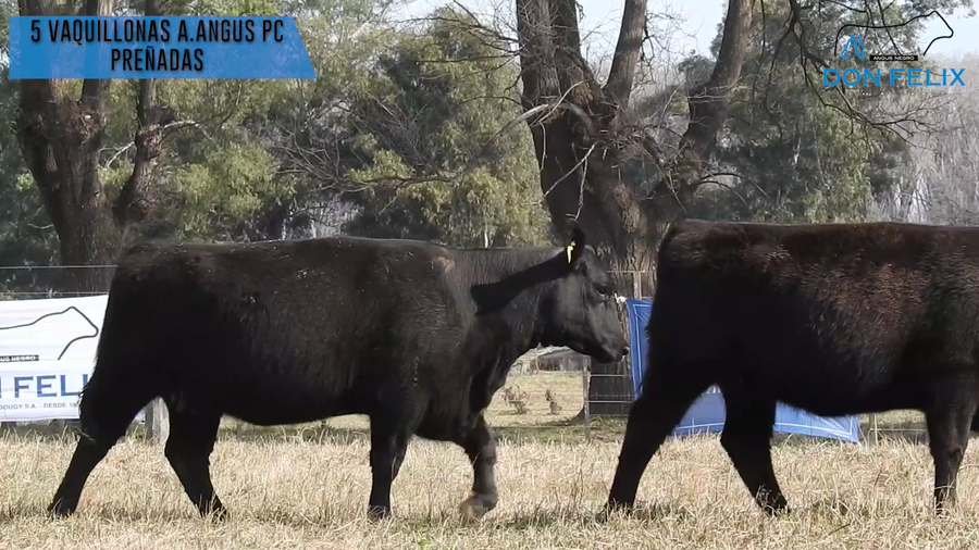 Lote "Cabaña ""Don Felix"" Vaquillonas PC"