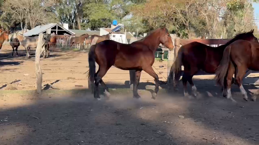 Lote 3 Macho en Curuzú-Cuatiá, Corrientes